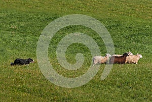 Herding Dog Moves Group of Sheep Ovis aries Right