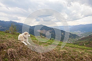 Herding dog in a pasture in the mountains