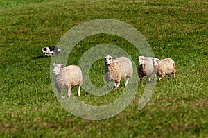 Herding Dog Runs In Four Sheep Ovis aries