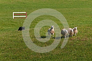 Herding Dog Runs Herd of Sheep Ovis aries Through Trial Course Autumn