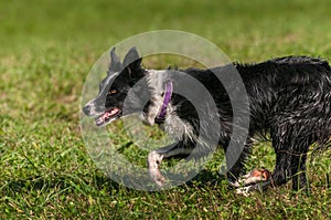 Herding Dog Runs Left Across Grass
