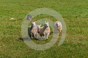 Herding Dog Runs Sheep Ovis aries Over Hill Autumn