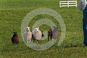 Herding Dog Runs Sheep Ovis aries Up to Shepherd on Trials Course Autumn