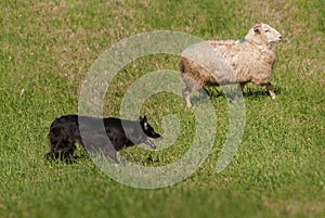 Herding Dog and Single Sheep Ovis aries