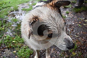 Herding Dog photo