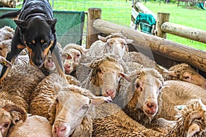 Herding dog standing on top of dirty wet sheep in a pen after he has brought them in from the paddock in Australia - selective