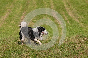 Herding Dog Steps Right Grass in Mouth