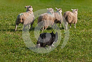 Herding Dog Tracks Closely Behind Herd of Sheep Ovis aries Autumn