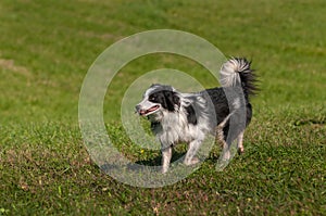 Herding Dog Trots Left With Grass in Its Mouth