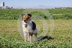 Herding Dog Waiting