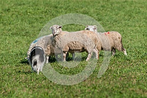 Herding Dog Walks Up on Group of Sheep (Ovis aries)