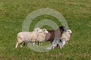 Herding Dog Walks Up on Line Sheep Ovis aries