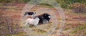 Herding Icelandic sheep with a shepard