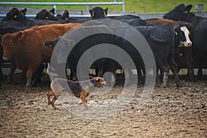 Il cane usato pascolo animali da fattoria 