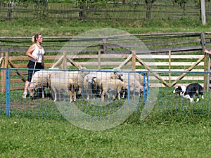 Herding sheep photo