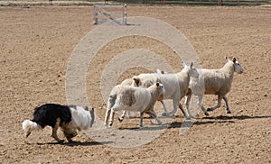 Pascolo pecora 