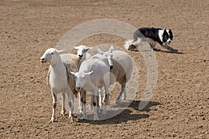 Herding the Sheep photo