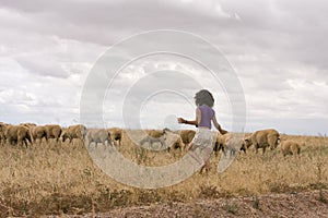 Herding Sheep