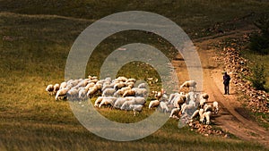 Herding sheeps in Bashang grassland