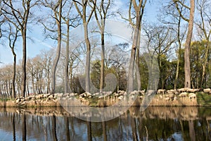 Herding sheep in Flanders