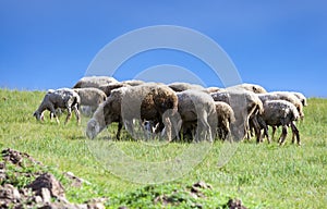 Herding sheep on the grassland