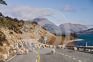 Herding sheep on the road