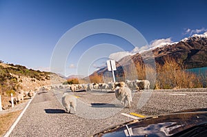 Herding sheep on the road