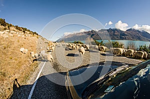 Herding sheep on the road