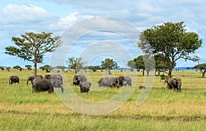Herds of African Elephants in the Serengeti National Park
