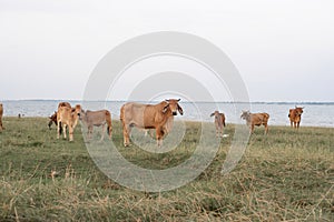 Herds of cattle in reservoir grassland area.