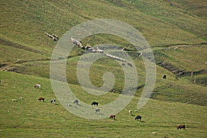 Herds of Chechen highlanders grazing in the mountains.