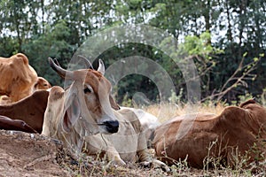 Herds of cows laying down in the grassland under the shade of the tree