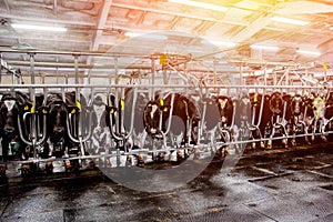 Herds of cows in the milking parlor on the farm photo