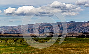 Herds of cows and sheep grazing on a farm with the backdrop of the Southern Alps, in Wanaka, Otago, South Island, New Zealand