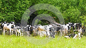 Herds of cows on a walk