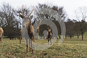 Herds of deer and a range of wildlife roam 500 acres of parkland at Wollaton, which is home to all kinds of habitats