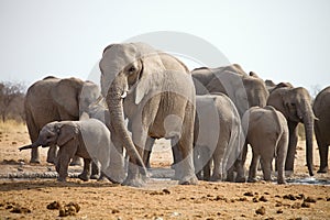 Herds of elephants with cubs are pushing at the waterhole, Etosha, Namibia