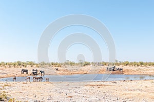 Herds of greater kudus and elephants drinking water