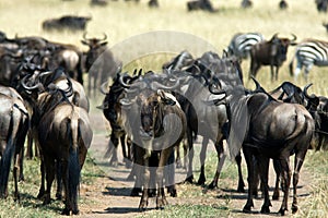 Herds of herbivorous in the savanna. Masai Mara.