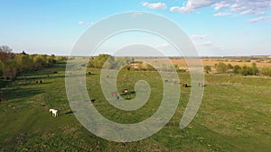 Herds horses graze and have a rest on a green meadow in warm spring day. Life in the village. Aerial drone 4K