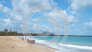 Herds of horses walk along the shore of a tropical beach Limon