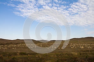 Herds on the prairie