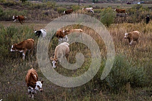 Herds on the prairie