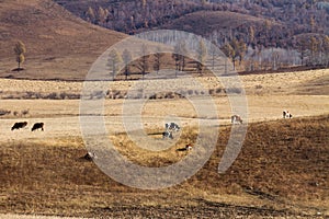 Herds on the prairie