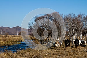 Herds on the river bank