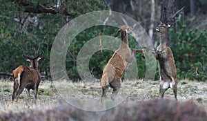 Rutting red deer in the Veluwe National Parc