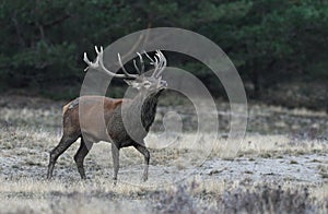 Rutting red deer in the Veluwe National Parc