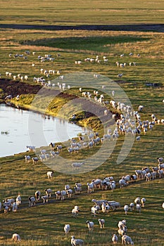 Herds of sheep