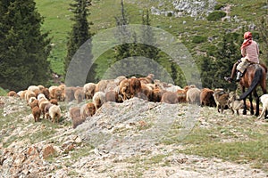 Herds of sheep in countryside