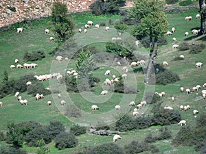 Herds of sheep like white pearls are grazing among the meadows of northern Iran